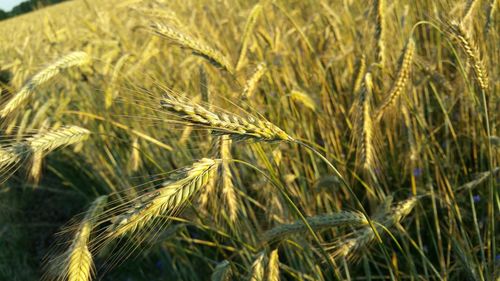 Close-up of wheat growing on field