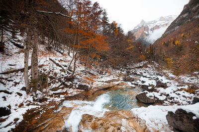 Scenic view of stream amidst trees during winter