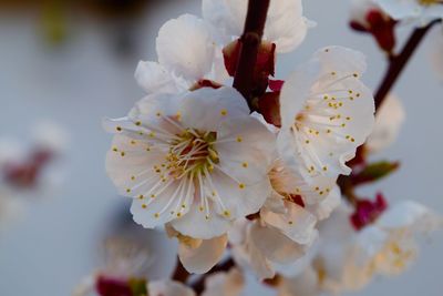 Close-up of white flower