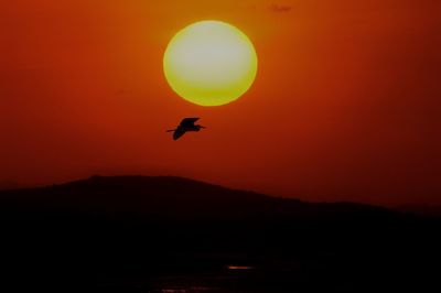 Silhouette of bird flying in sky during sunset