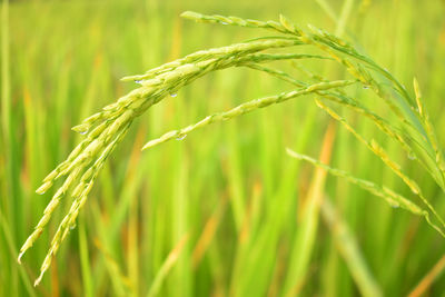 Close-up of stalks in field