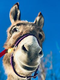 Close-up portrait of a horse against blue sky