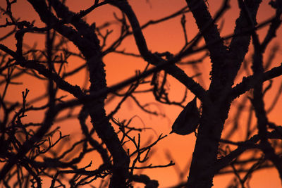 Low angle view of silhouette bare tree against sky