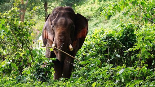 Elephant standing in forest