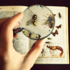 Cropped hand holding glass over insects in book