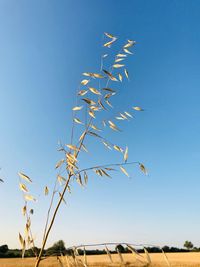 Low angle view of plant against clear blue sky