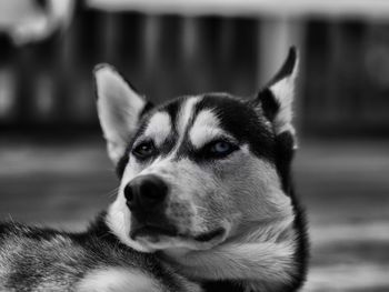 Close-up portrait of dog