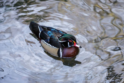 A wood duck in silver water