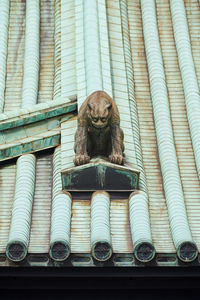 Low angle view of monkey on window