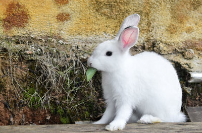 Close-up of white rabbit