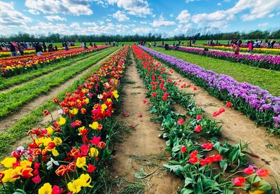 Multi colored flowering plants on field