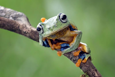 Close-up of frog on twig