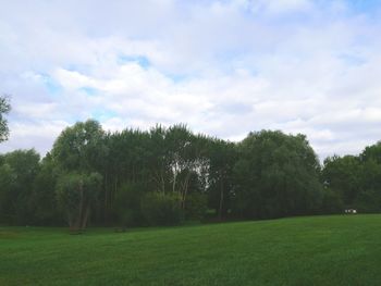 Trees on grassy field