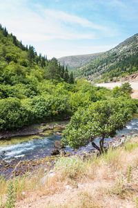 Scenic view of river amidst trees against sky