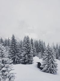 Snow covered pine trees against sky during winter