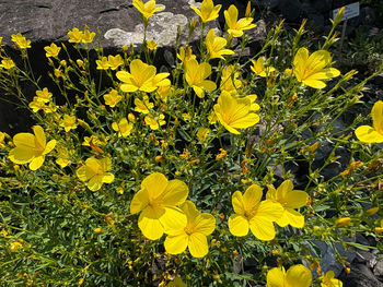yellow