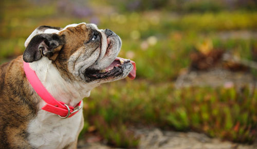 Close-up of dog on grass