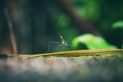 Close-up of insect