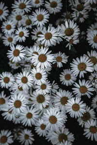 Full frame shot of flowers