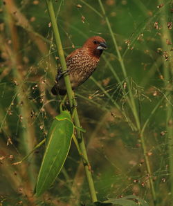 Close-up of bird perching on plant