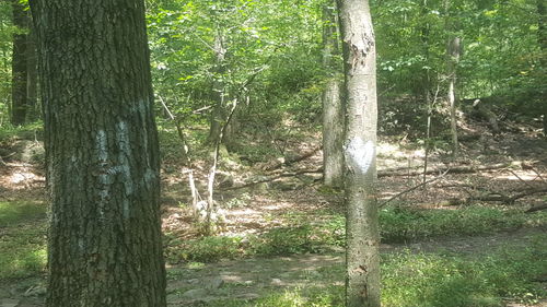 View of trees in forest