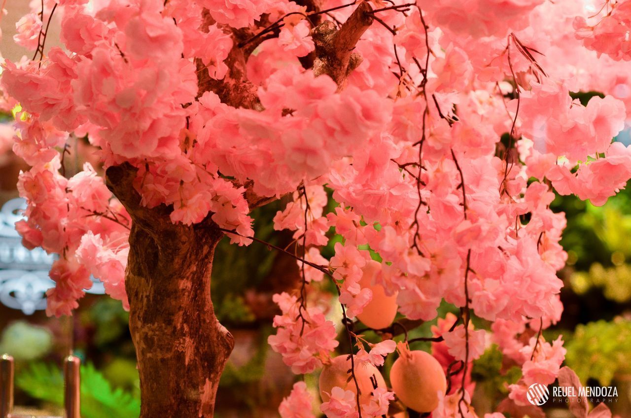 PINK CHERRY BLOSSOMS IN SPRING