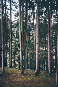 Trees in forest