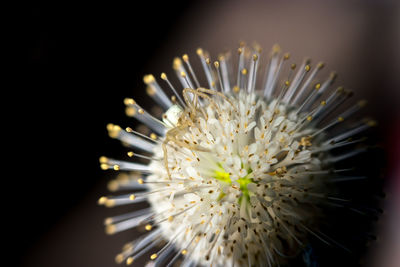 Close-up of white flower