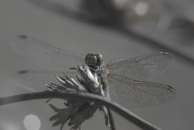 Close-up of dragonfly on plant