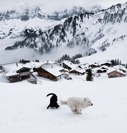 High angle view of dogs walking on snow covered field against mountains