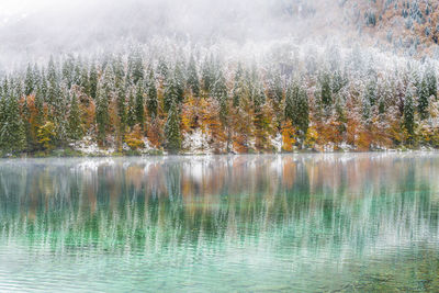 Scenic view of lake in forest