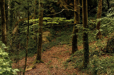 Trees growing in forest