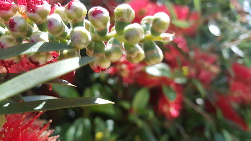 Close-up of pink flowers