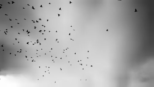 Low angle view of silhouette birds flying against sky