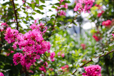 Close-up of pink flowers blooming outdoors