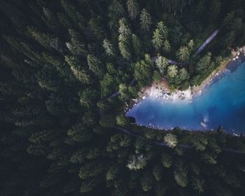 High angle view of pine trees in forest against sky