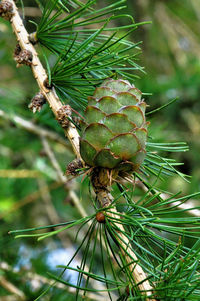 Close-up of pine tree