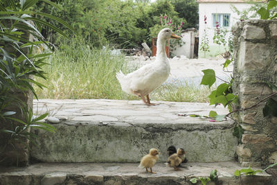 View of birds by plants