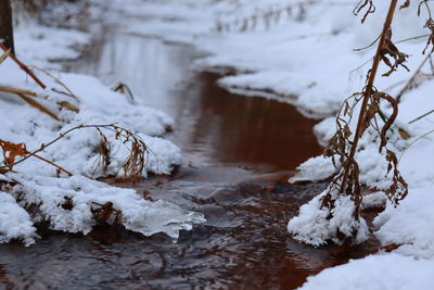 Snow covered plants against river