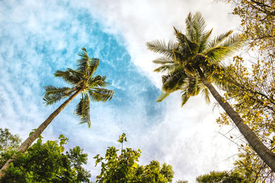 Low angle view of coconut palm trees against sky