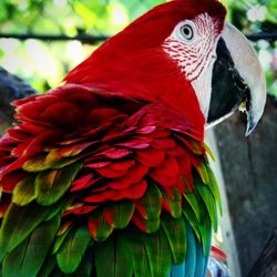 Close-up of parrot perching on red leaf