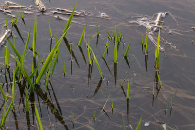 water
