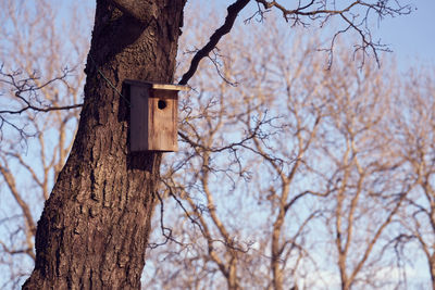 Low angle view of birdhouse on tree against sky