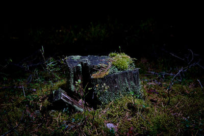 Damaged tree on field at night