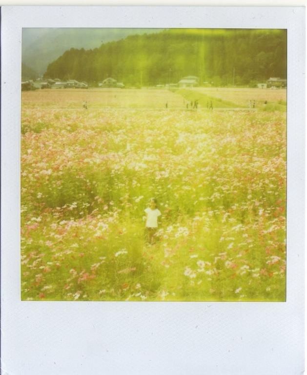 transfer print, auto post production filter, field, growth, beauty in nature, grass, nature, tranquility, plant, tranquil scene, flower, green color, landscape, scenics, outdoors, day, meadow, grassy, no people, frame