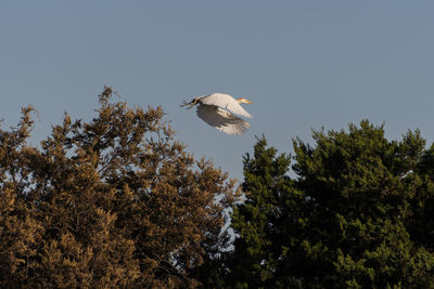 Low angle view of birds flying against the sky