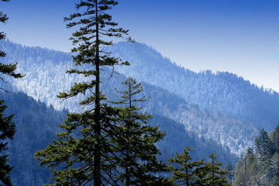 Low angle view of trees against sky