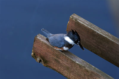 Close-up of bird perching on wood