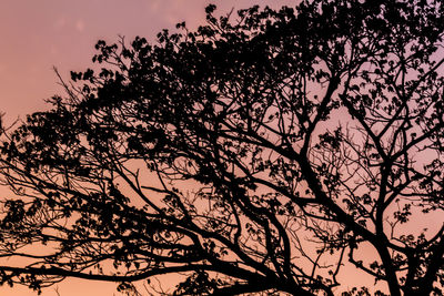 Low angle view of silhouette trees against sky during sunset