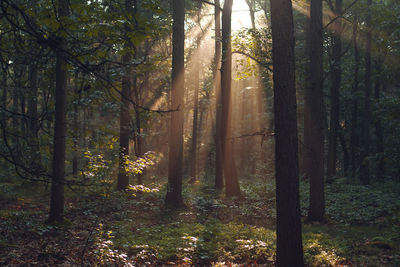 Sunlight streaming through trees in forest